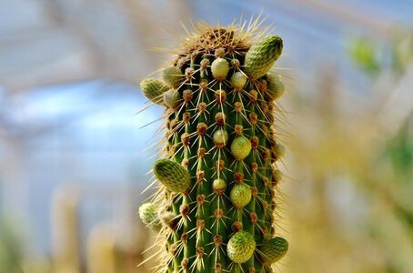 Prickly plant thorns