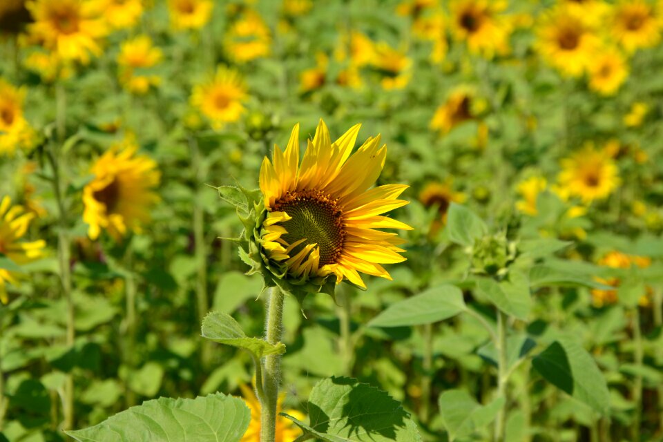 Yellow summer yellow flower