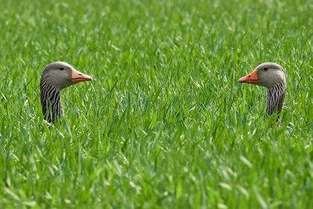 Breed field nature photo