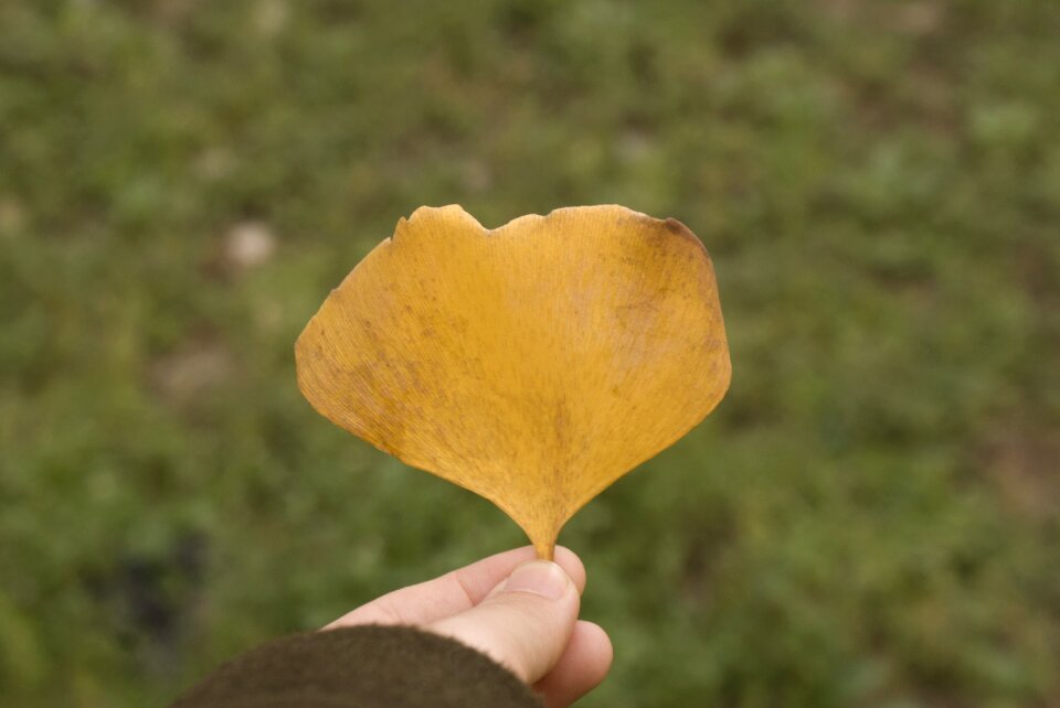 Ginkgo autumn yellow
