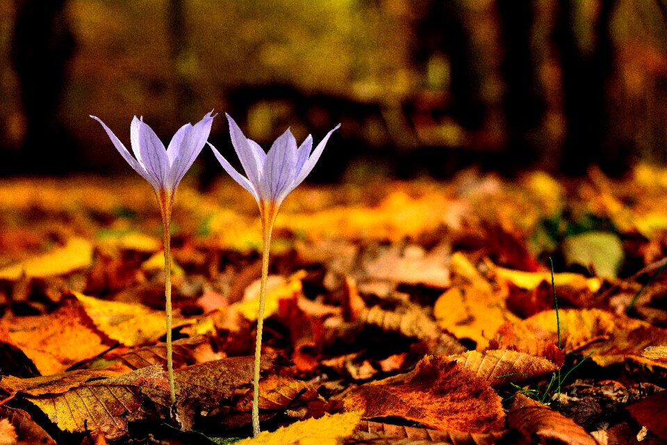 Flower forest natural