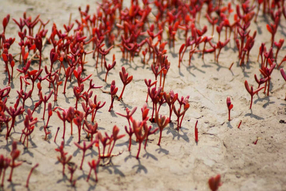 Fin suaeda red plants shoals