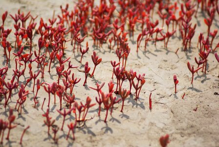 Fin suaeda red plants shoals