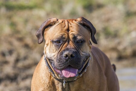 Cute bullmastif dog