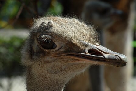 Ostrich ave eye photo
