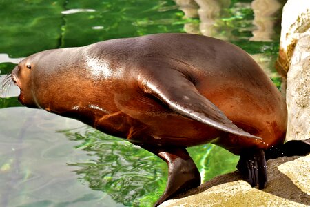 Robbe meeresbewohner animal