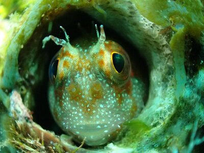 Fish frog on diving photo