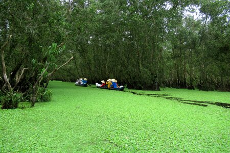 Viet nam between on forest reserves of between about