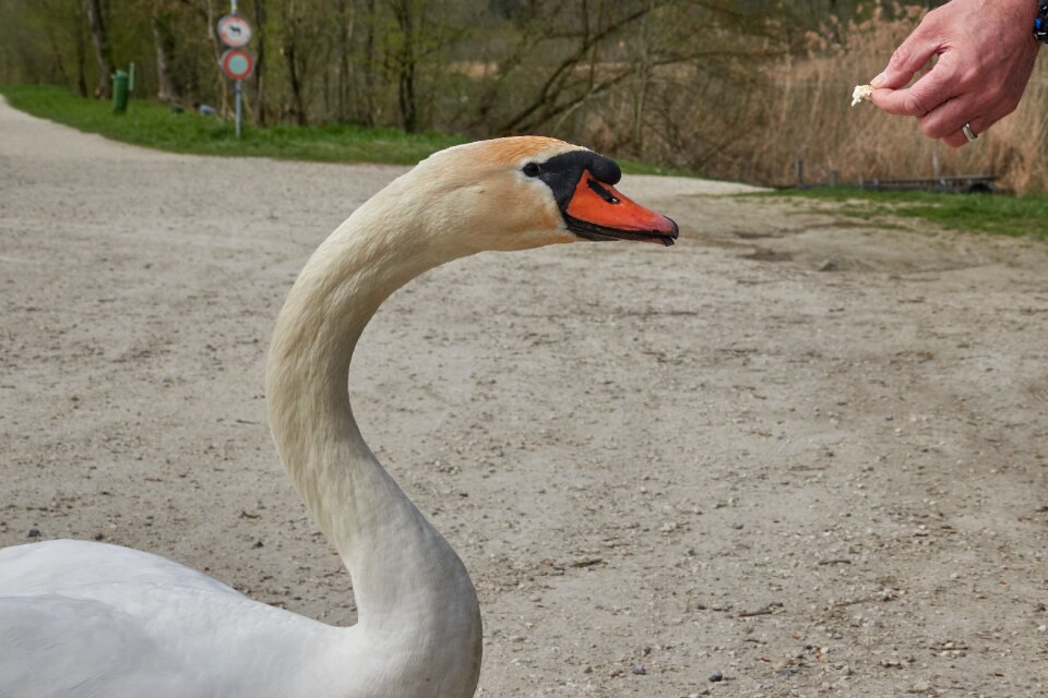 Man bread white swan