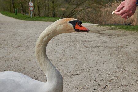 Man bread white swan