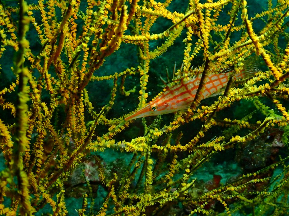 Diving underwater world sea