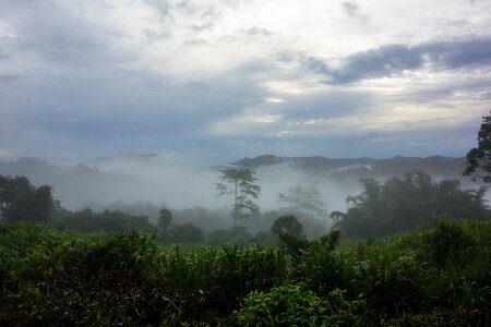 Nature morning fog photo