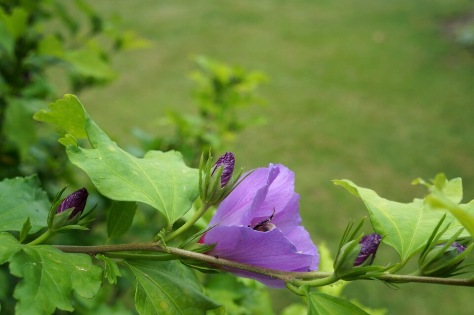 Blossom bloom plant