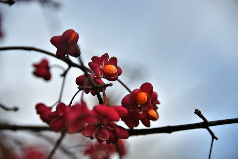 Red plant pfaff copings
