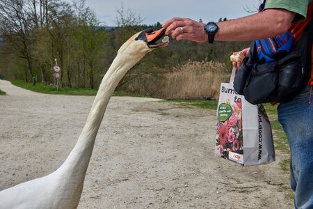 Bread white swan waters photo