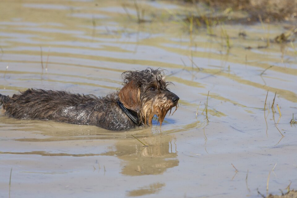 Nature river dachshund