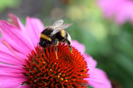 Insect pollen hummel photo