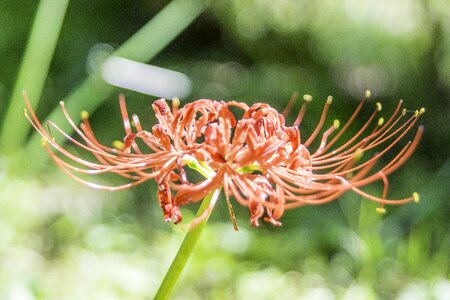 Plant red spider lilies red spider lily