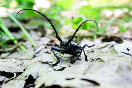 Little invertebrate creature