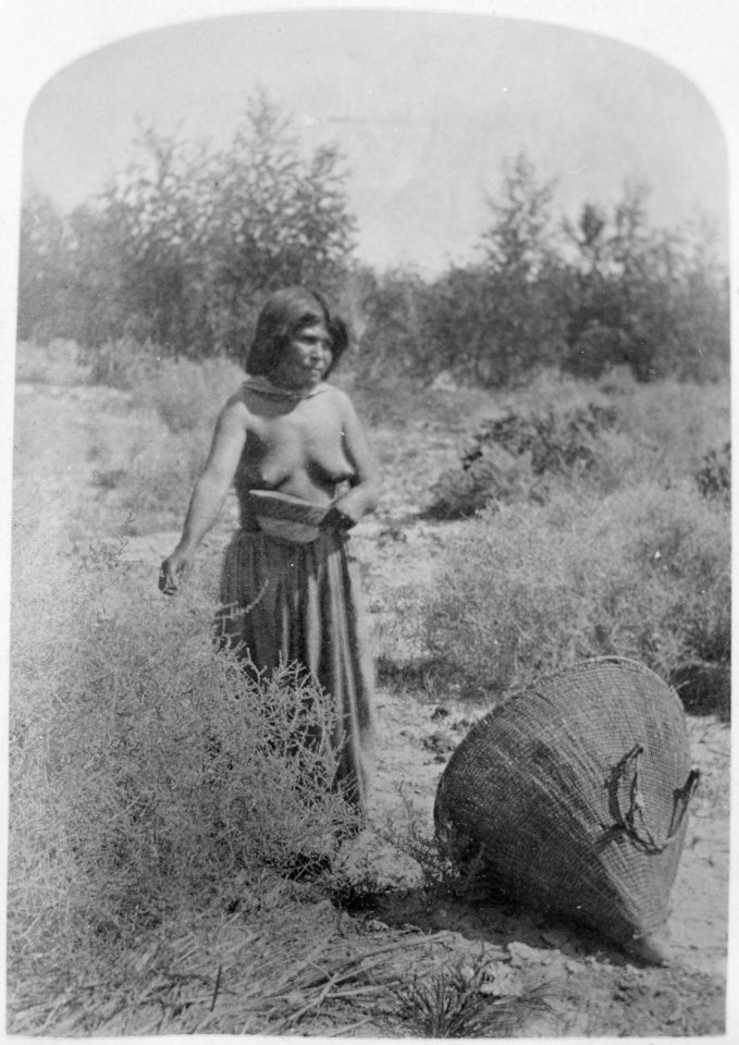 Moapariat Paiute woman gathering seeds, southern Nevada, 1873 - NARA - 517731