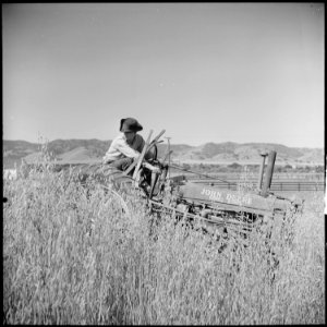 Monterey County, California. Rural youth. Mechanization, the agricultural employee. A local Salinas Valley youth... - NARA - 532177 photo