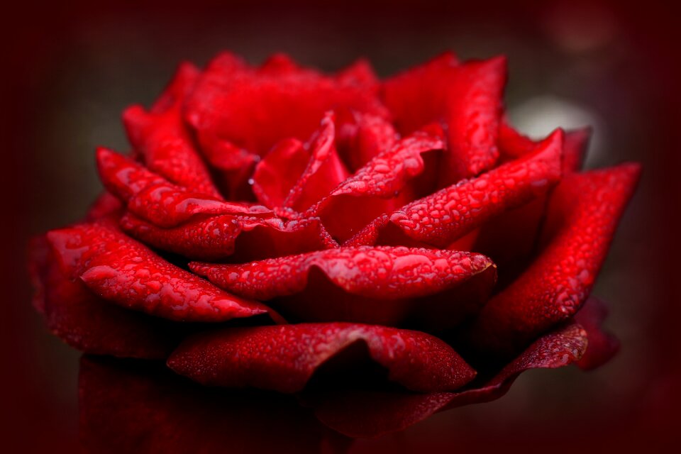 Romantic valentine's day rose bloom
