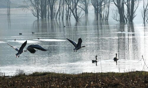 Water birds silhouette migrant