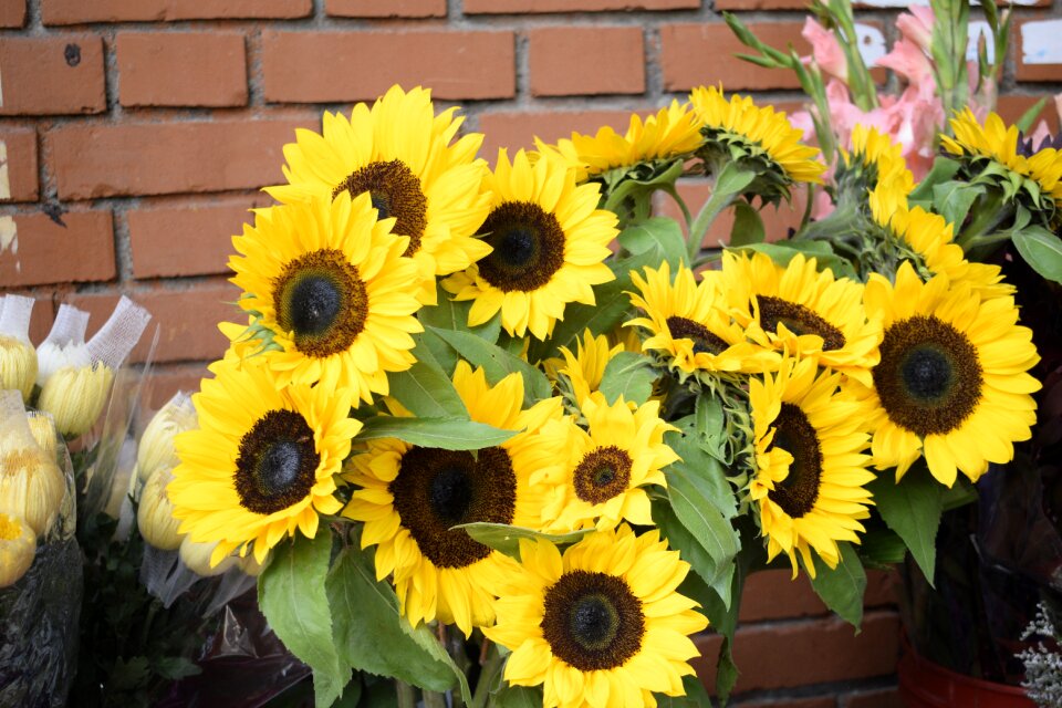 Yellow nature petals