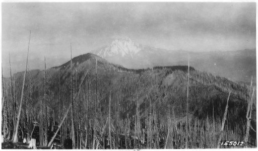 Mount Jefferson from Coffin Mountain Lookout, Santiam Forest, 1920. - NARA - 299176
