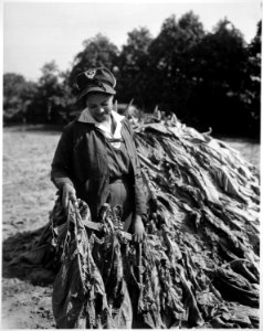 Mrs. Sam Crawford helps with tobacco harvesting on her husband's farm in Maryland., 10-08-1943 - NARA - 532819 photo