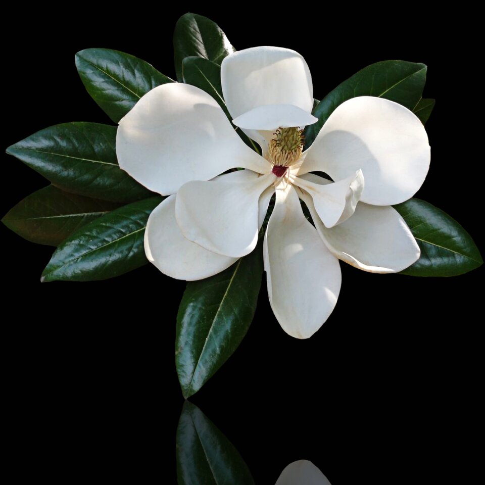 Nature petal white flower