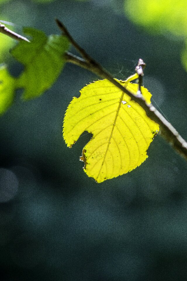 Leaf sunlight twig
