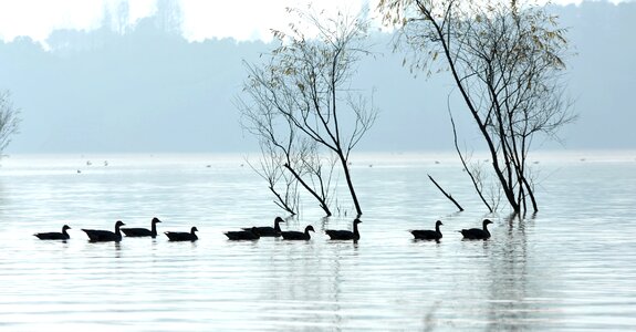 The water the morning mist water birds
