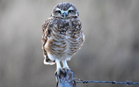 Owl field feathers photo