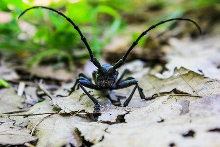 Environment wildlife bug