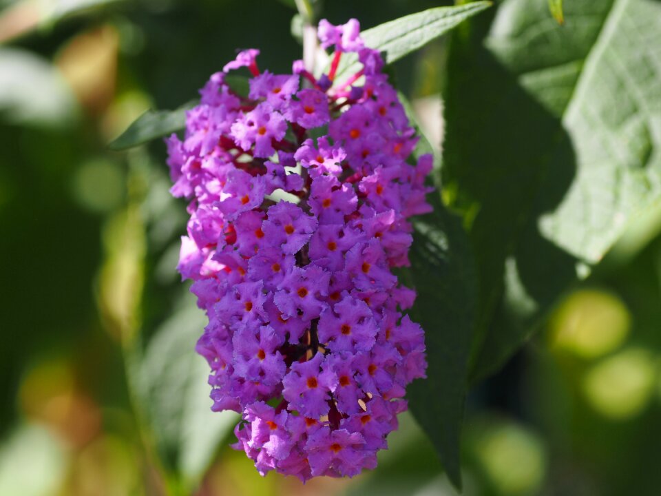 Of course beautiful flower garden