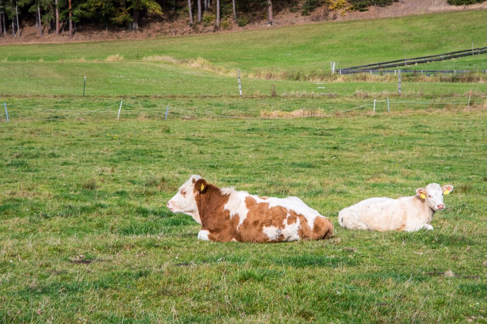 Livestock animal milk cow