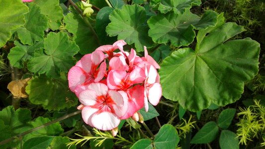 Tropical plant nature