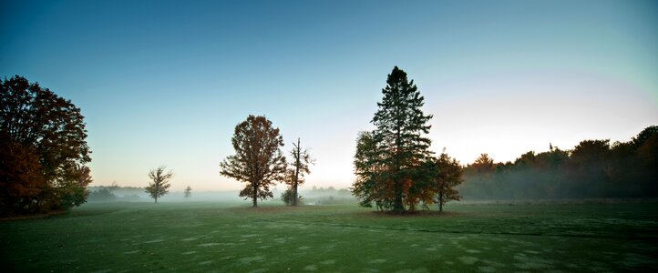 Tree dawn sky