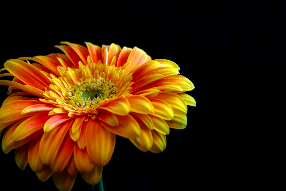 Plant bright black background