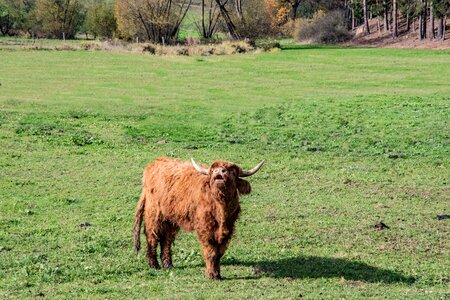 Livestock furry animal