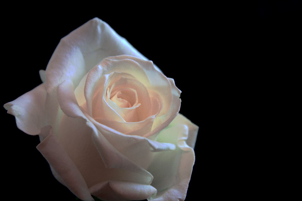 Romance give black background