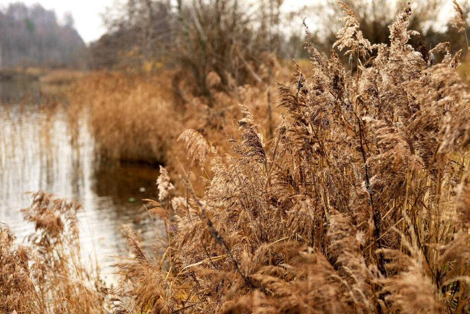 Reed river season
