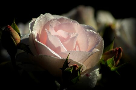 Rose dew pink rose photo