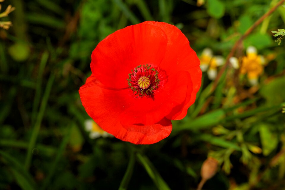 Red klatschmohn poppy