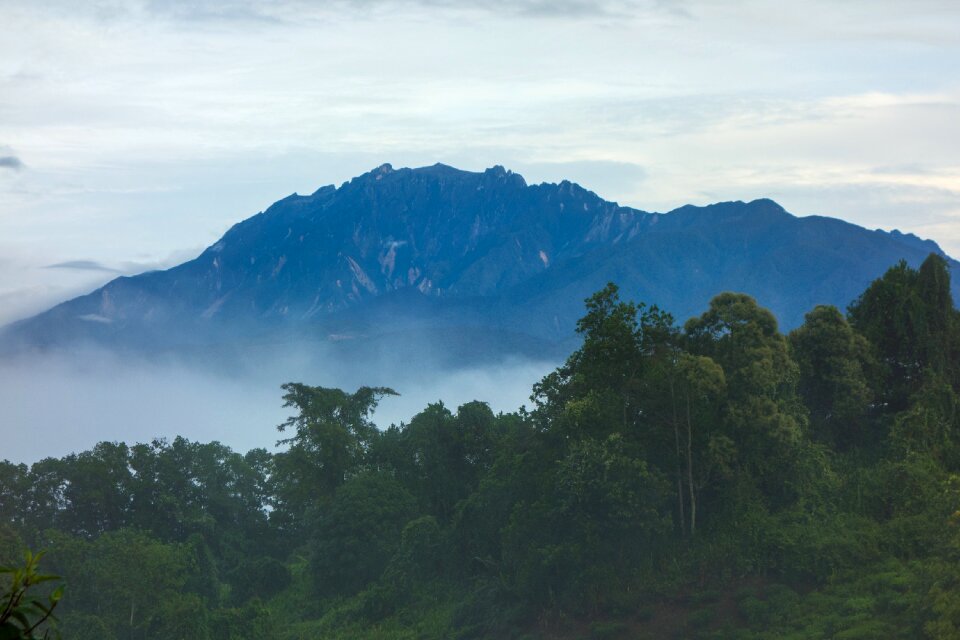 Kinabalu forest nature