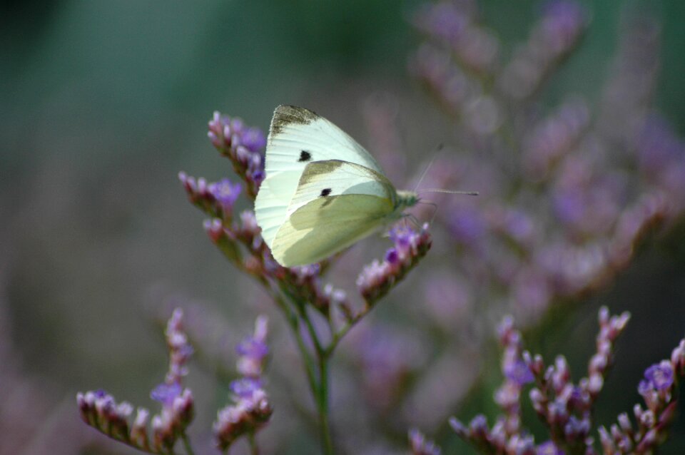 Nature cabbage white flowers