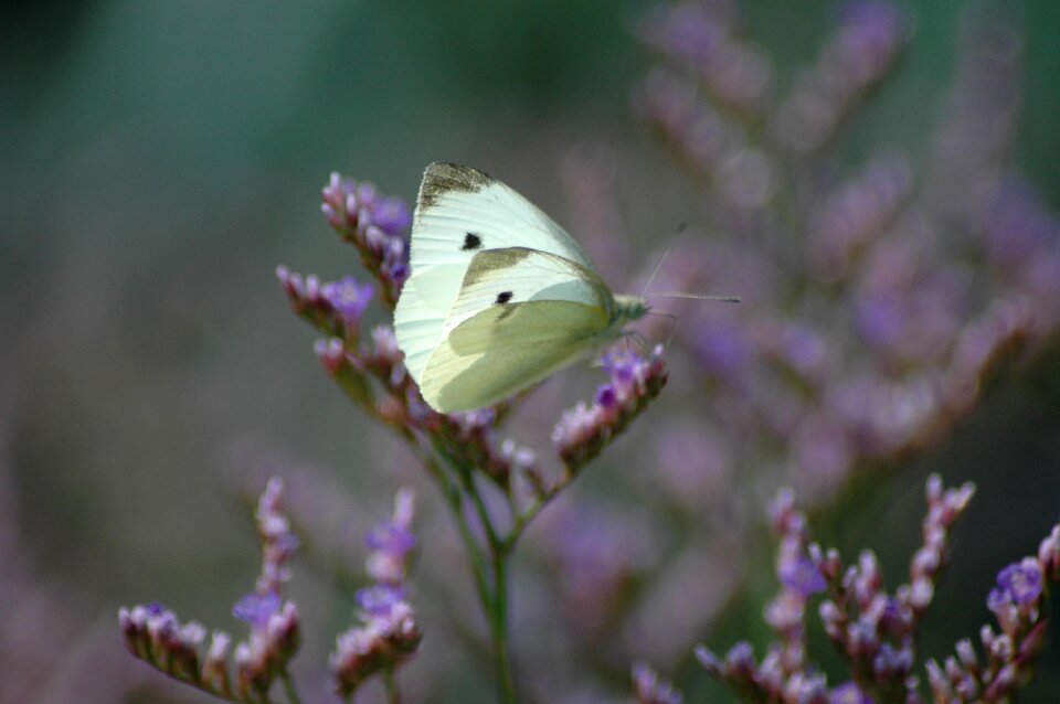 Nature cabbage white flowers photo