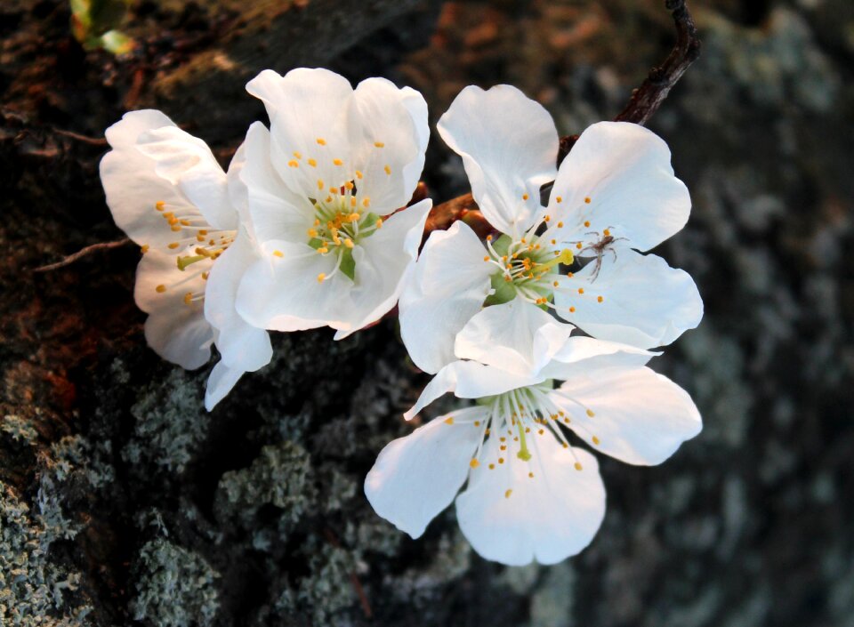 Spring nature flower