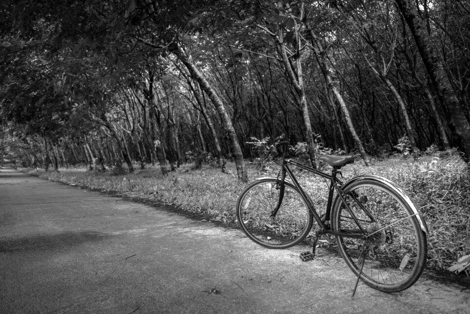 Monochrome tree wood